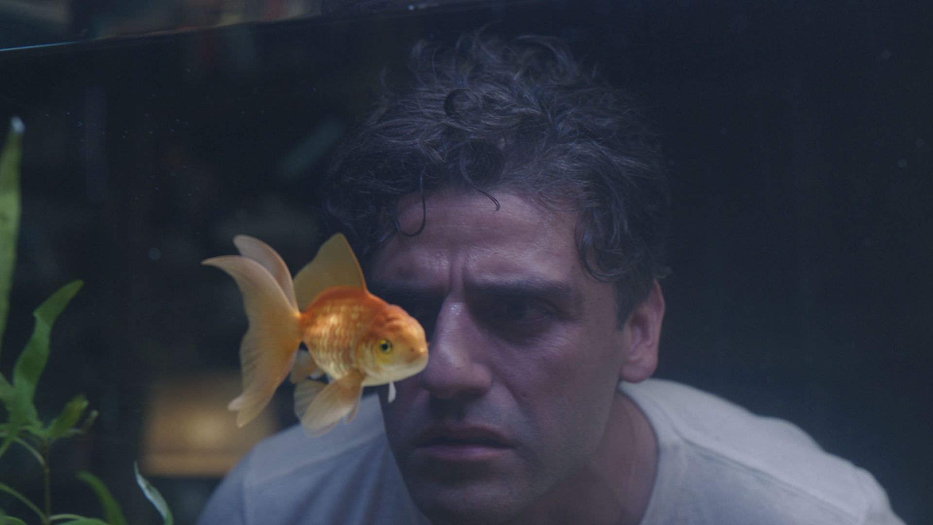 استیون گرانت در حال تماشای ماهی قرمز در قسمت اول مون نایت