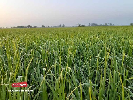 مزارع برنج کاویش